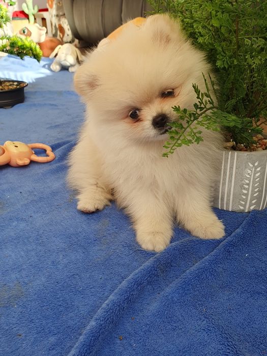 Szpic miniaturowy pomeranian/Malutka sunia