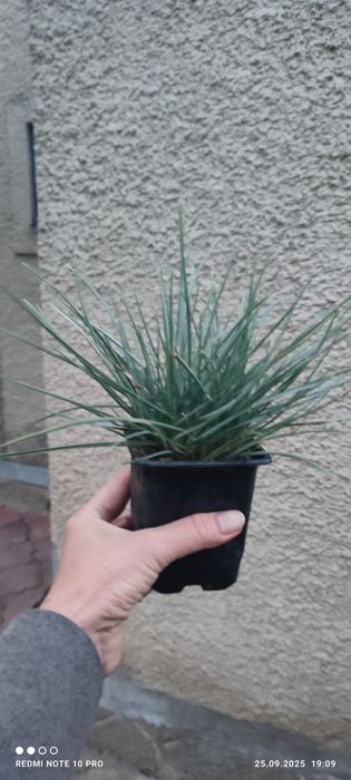 Продам красуню  вічнозелену сеслерию блискучу .
