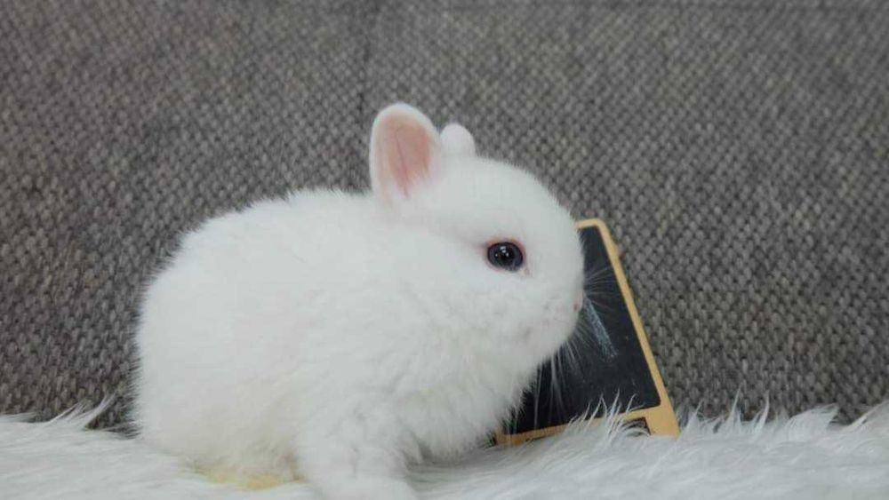 Coelhos anões Bebés +Gaiola Nova +alimentação adequada