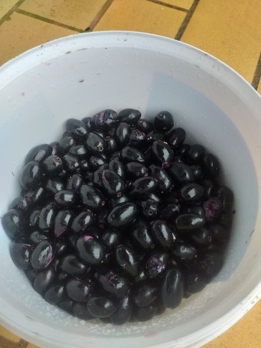 Jambolão (Syzygium cumini)