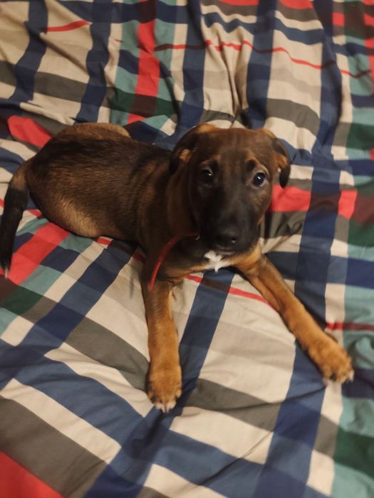 Шукає родину песик