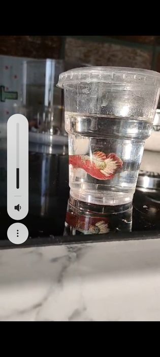 Betta Bojownik sklep zoologiczny Pirania Olsztyn wysyłka