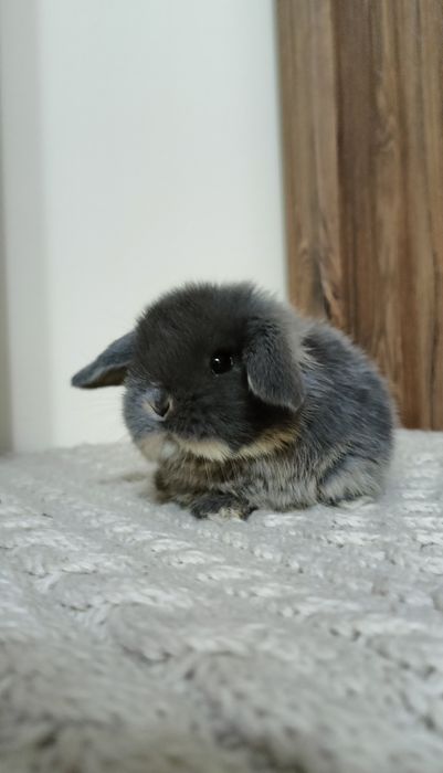 Mini lop króliki karzełek miniaturka baranek hodowla