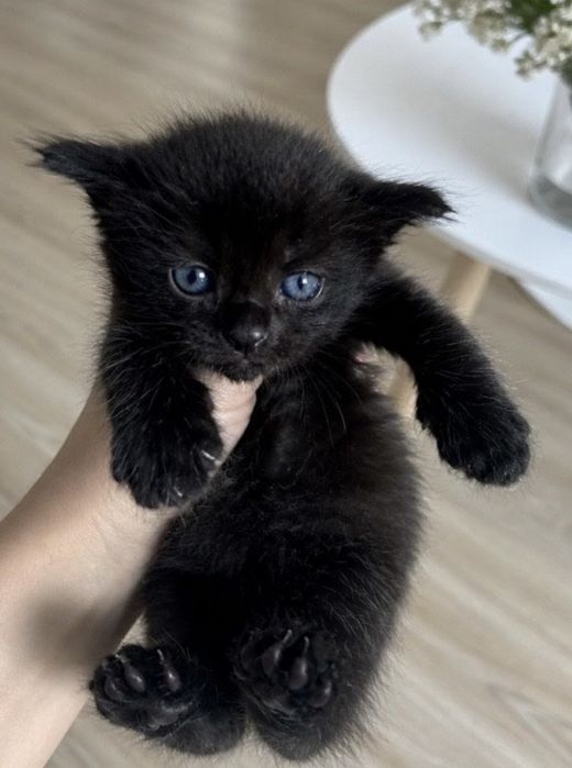 Британские котята