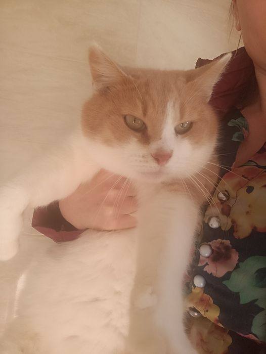 Марвел 5 лет кастрирован,в квартиру