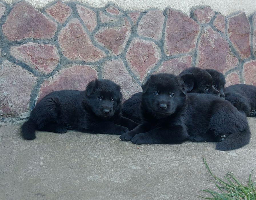 Німецька вівчарка