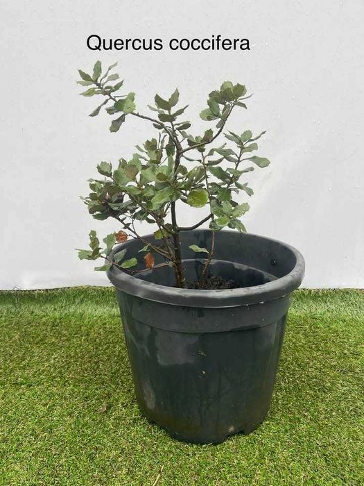 Árvore Quercus coccifera