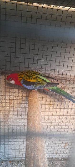 Rosela macho pronto a criar