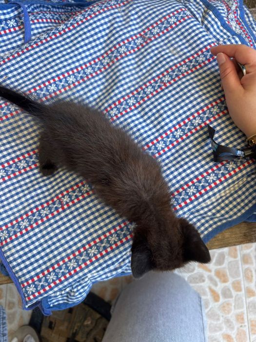Gatos para adoção