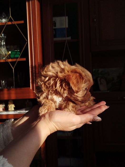 Мальтипу F2 дівчинка