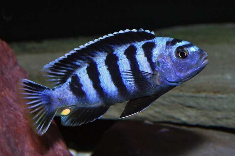 Chindongo Saulosi