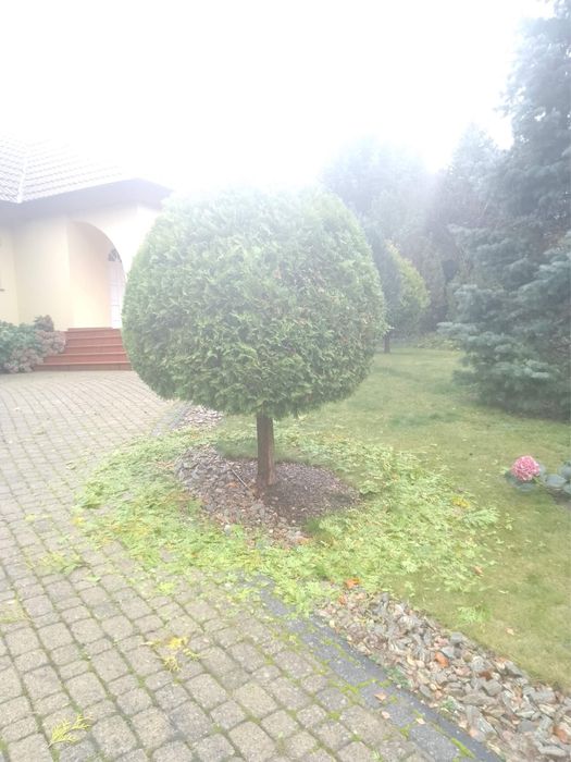 Wycinka drzew oraz mielenie gałezi