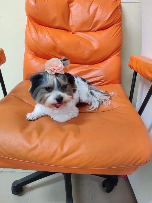 Бівер йорк.Йоркширський тер'єр міні дівчинка.