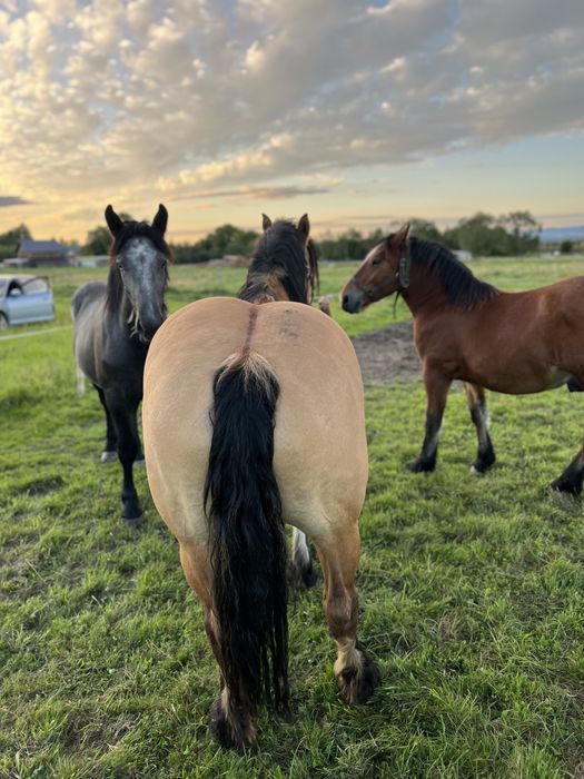 Ogier zimnokrwisty  klacz kobyła i źrebie