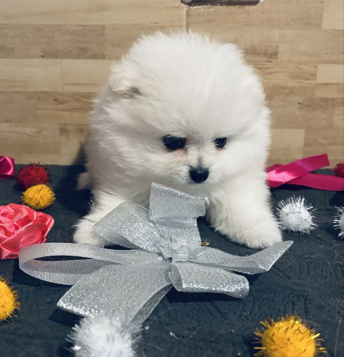 Spitz .anao .lulu da pomerania macho