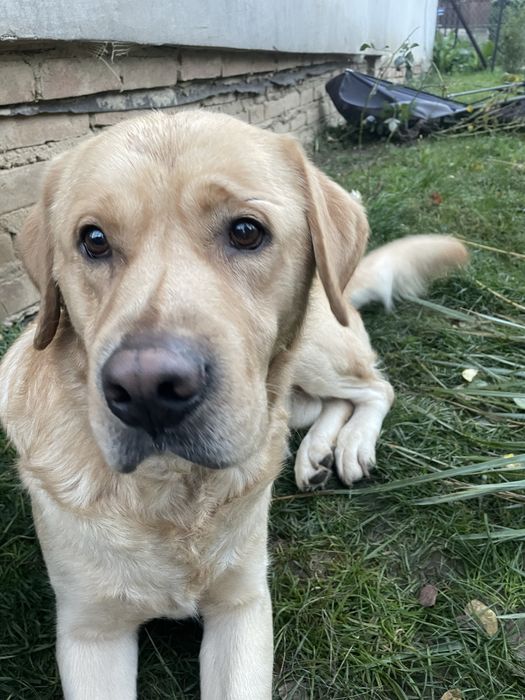 Labrador do oddania