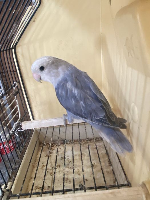 Agapornis rosicoliis  2026.  (Machos)
