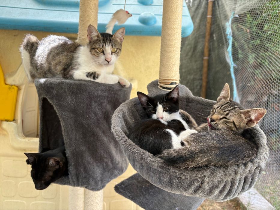 4 gatinhos para adoção