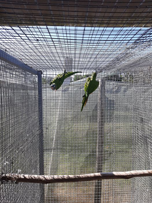 Casal conures cabeça azul adulto