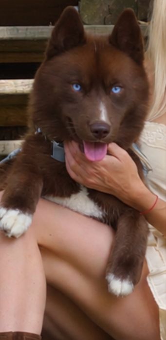 Siberian Husky ZKwP zapowiedz miotu