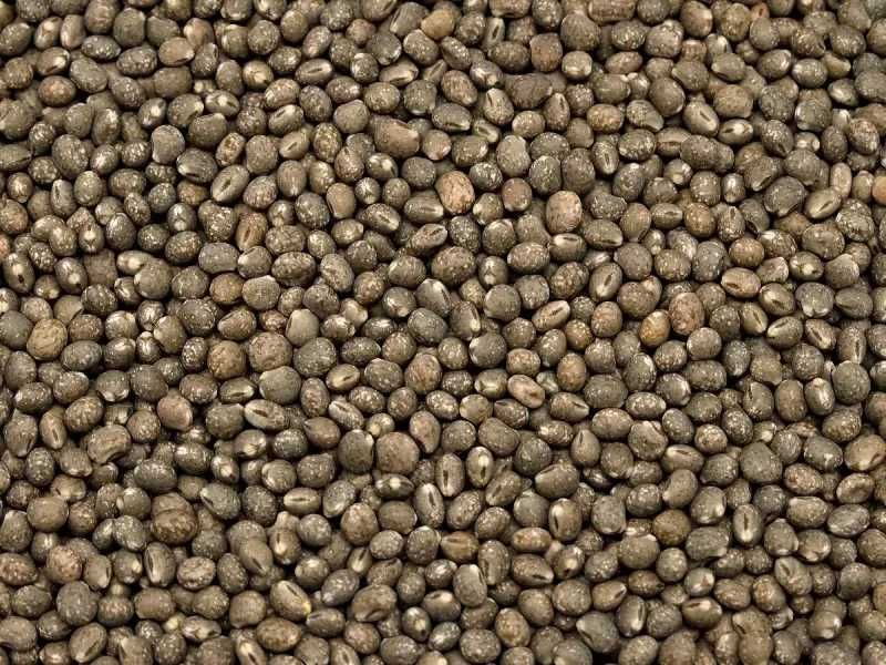 Sprzedam łubin słodki