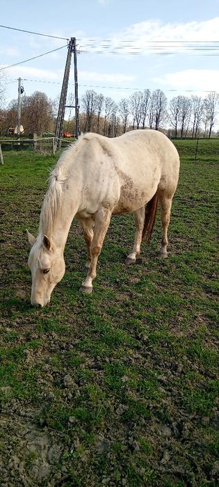 Wałach AQH 14.04.2018r