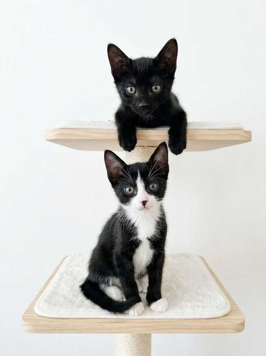 Setúbal / Margem Sul / Lisboa — HAPPY + DOPEY, gatinhos para adoção conjunta