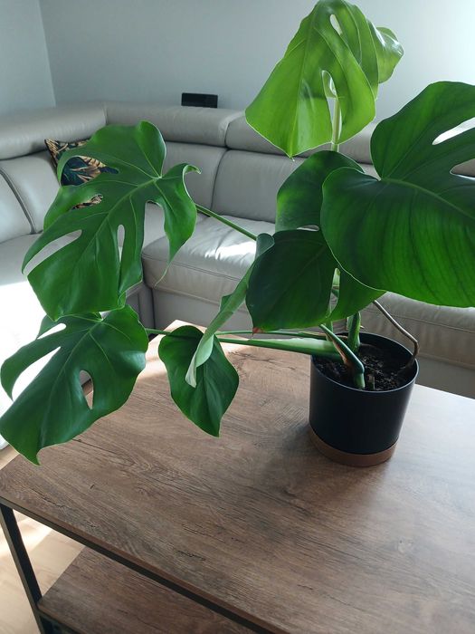 Monstera w doniczce 3 sztuki Młode Piękne