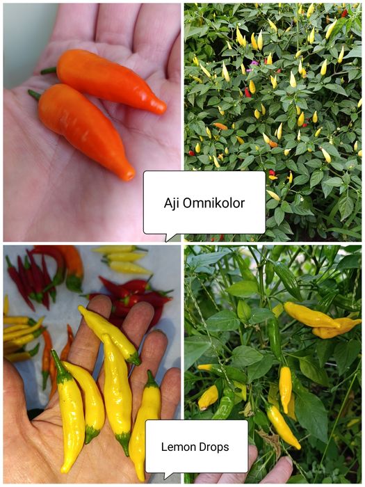 Перец Рокота, Хабанеро, Тай Дракон, гострий