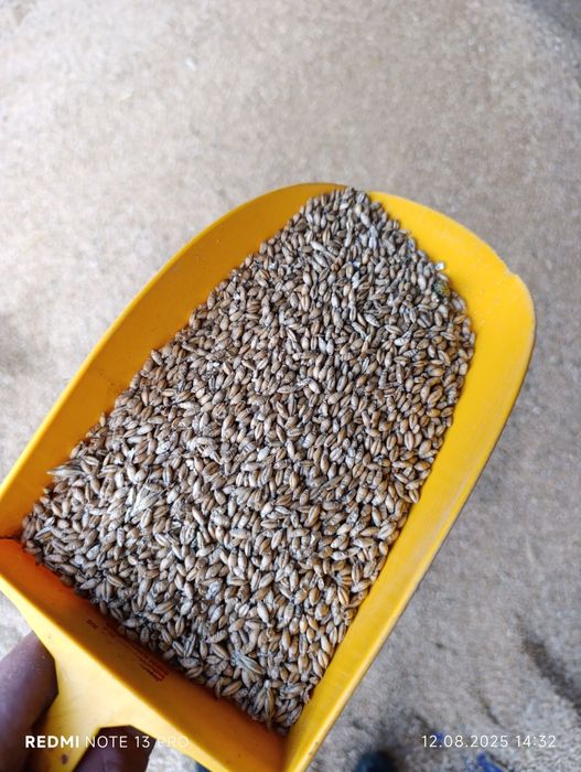 Pszenżyto ozime Tadeus, pierwszy rok po centrali