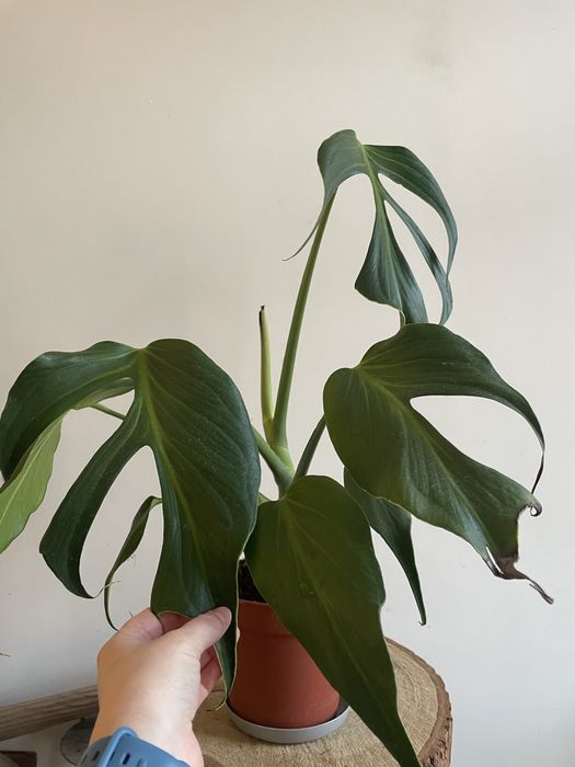 Monstera burle marx flame big form