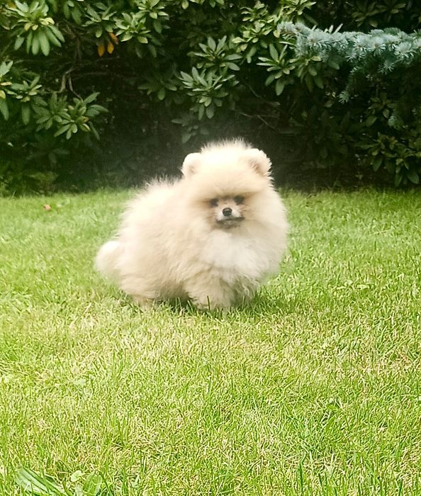 Pomeranian sliczny misiu xs