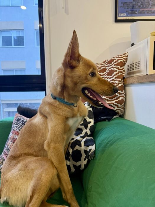 Cão macho para adoção responsável