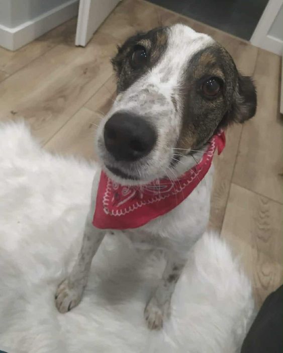 Pies w typie terriera