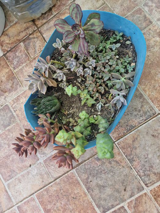 Plantas, jardins decorativos