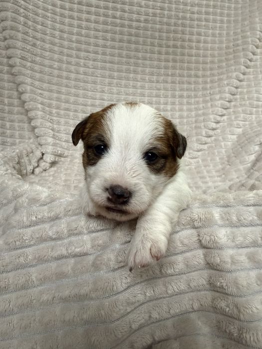 Jack Russell Terrier-piesek ZKwP