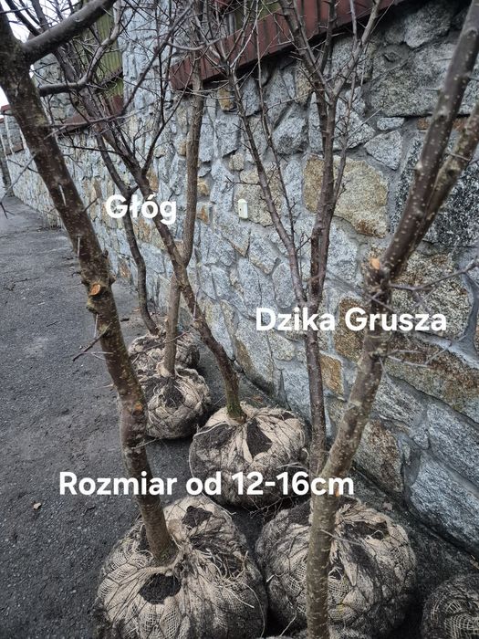 WYPRZEDAŻ! Drzewa pienne z koroną