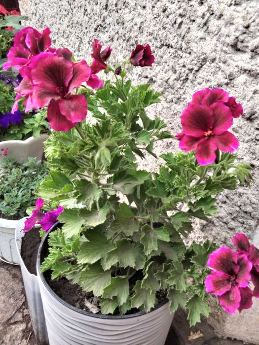 Пеларгония королевская