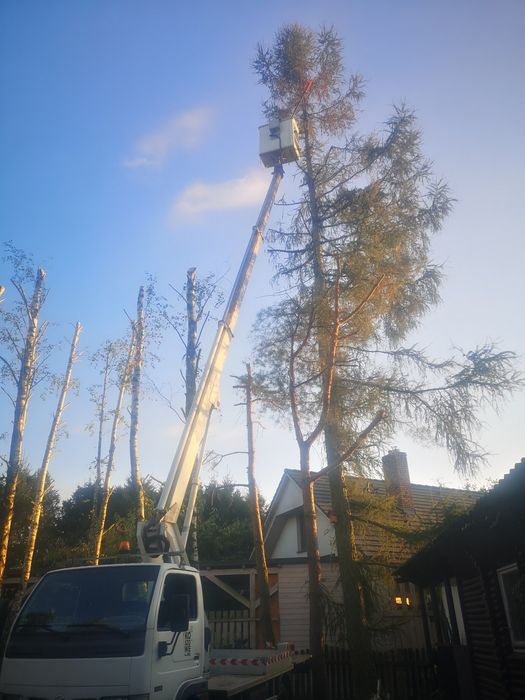 Wycinka, pielęgnacja drzew