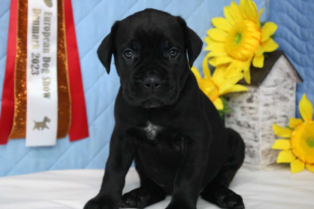 Благородство и сила, Тоадора, черная девочка, Кане Корсо