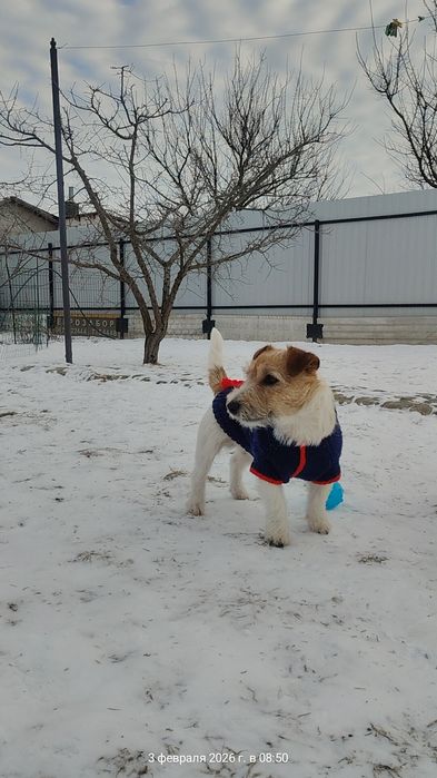 Викинг Джек Рассел терьер