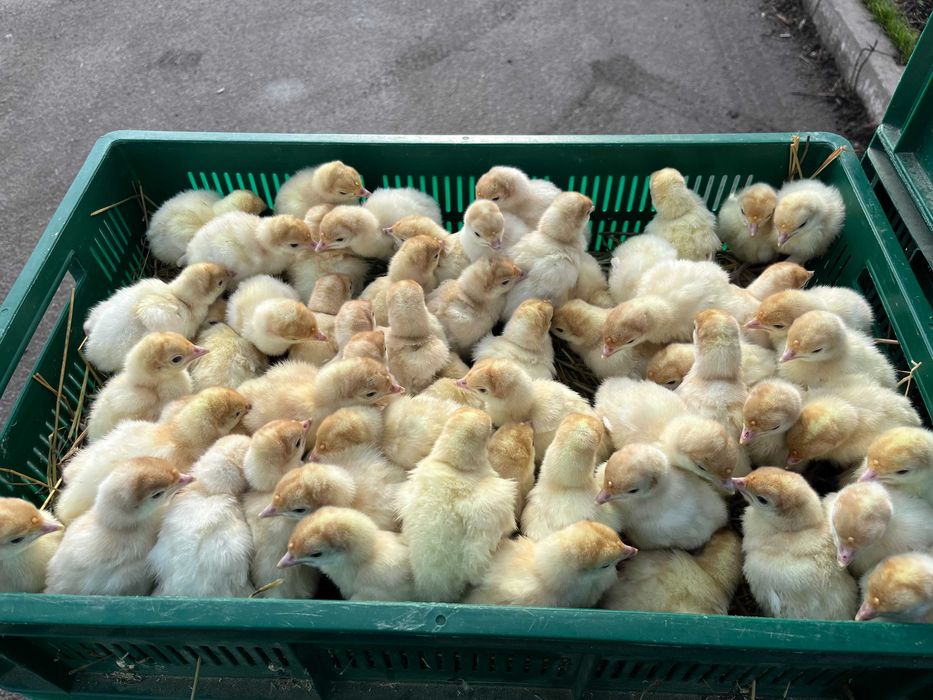 Біг 6 якісний індик важкого кроссу Венгрія