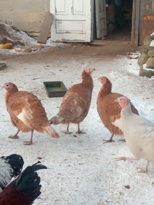 Індичка червоний бурбон