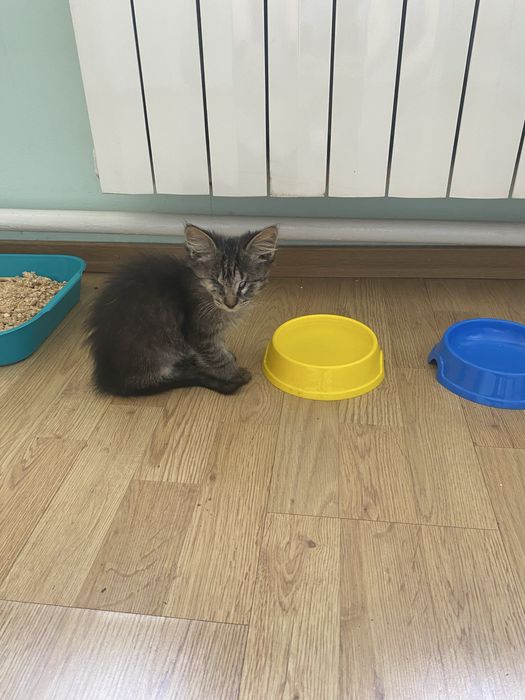 Кошеня в люблячу сімʼю