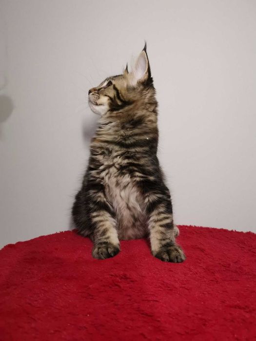Мальчик котенок породы чаузи