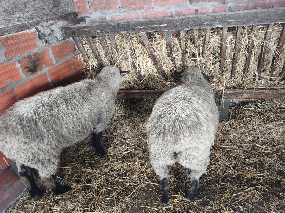 Vendo casal de borregos