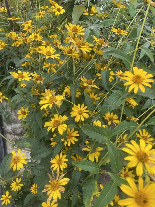 Słoneczniczki ,byliny długo kwitnące