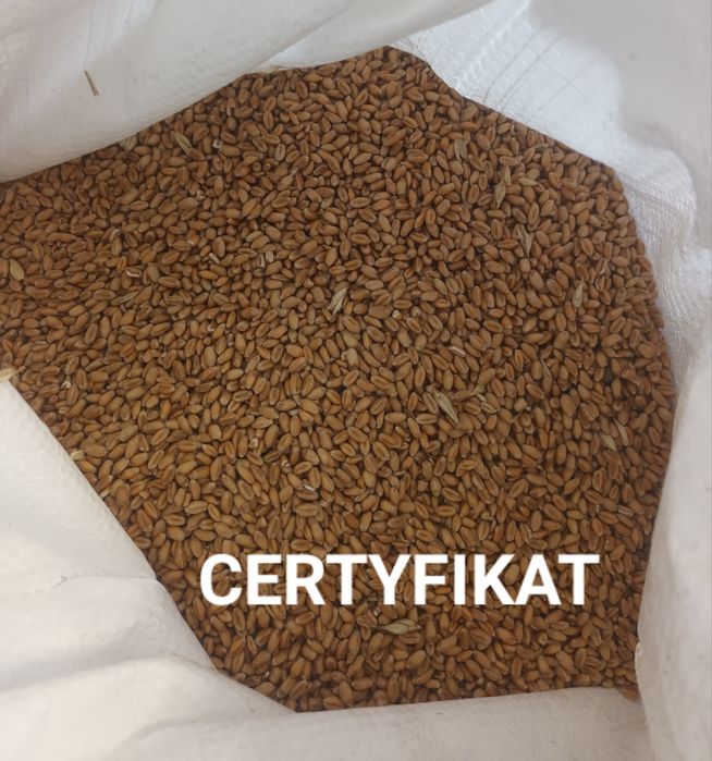 Pszenica na mąkę 10kg od Rolnika Wysyłka