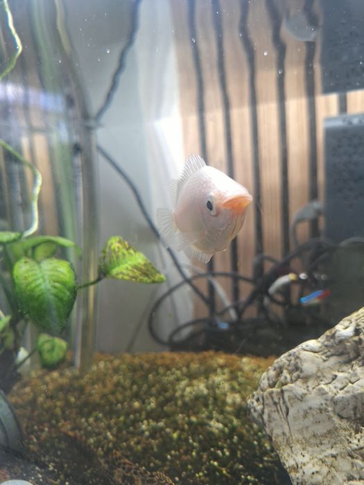Vendo aquário com peixes e acessórios