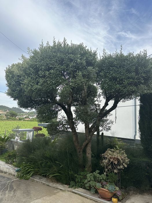 Vendo olibeiras  e sicas azevinhos e pinheiros mansos